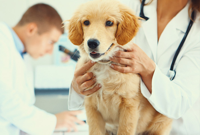 Dog microchip