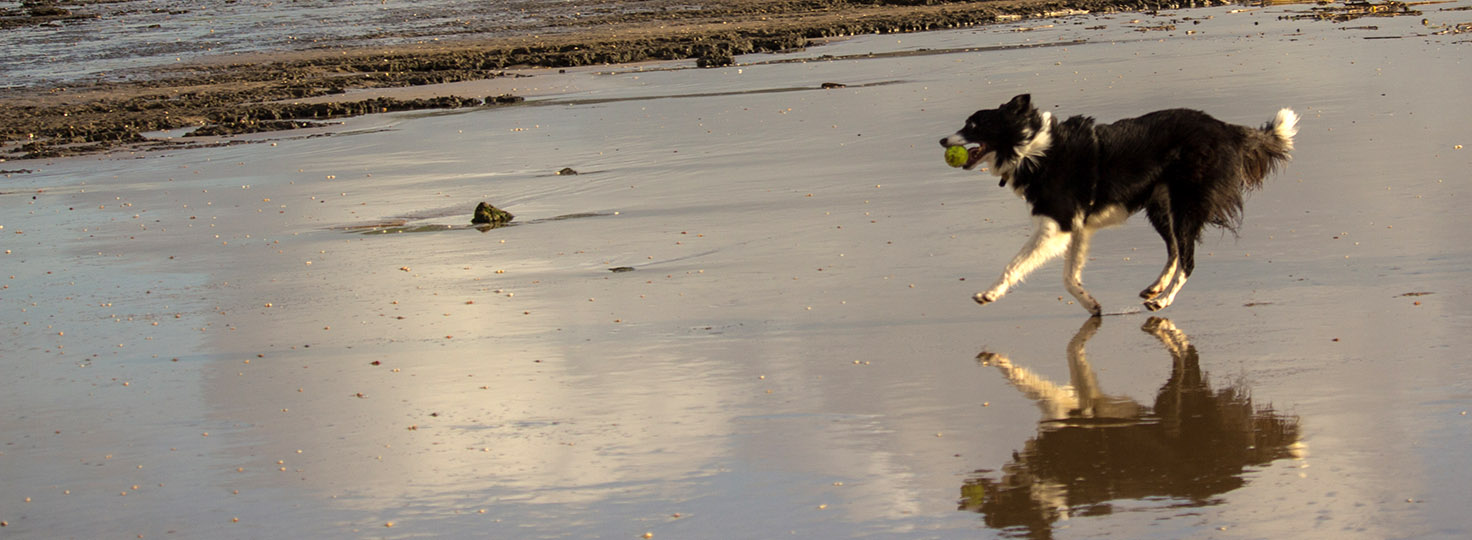 Dog running on the beach