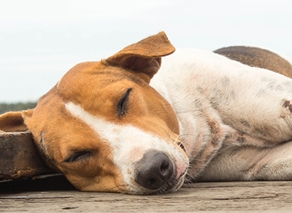 Doggy dreams