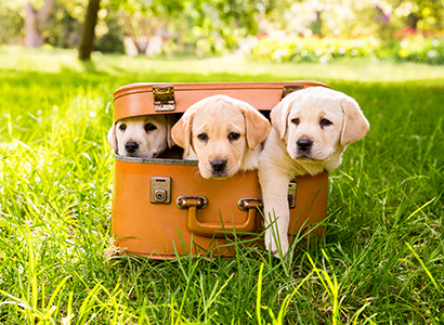 Packing for your dog
