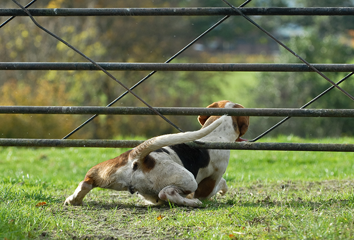 Animal Avoidance