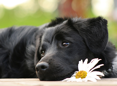 Packing for your dog