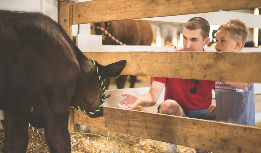Camborne Show, Cornwall