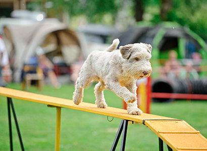 Packing for your dog