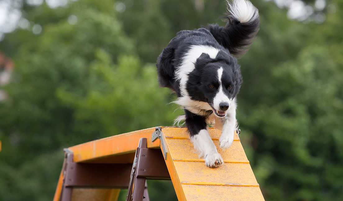 Sheep dog show, Yorkshire